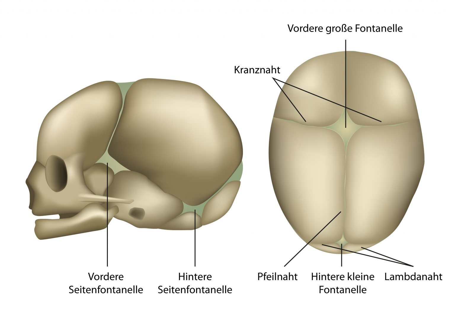 Wie Empfindlich Ist Die Fontanelle www.babyartikel.de